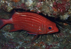 Sargocentron ittodai