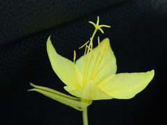 Oenothera rhombipetala