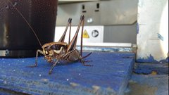 Eupholidoptera smyrnensis