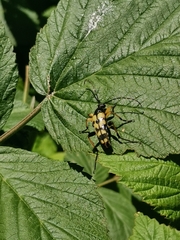 Rutpela maculata