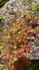Drosera rotundifolia