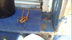 Eupholidoptera smyrnensis