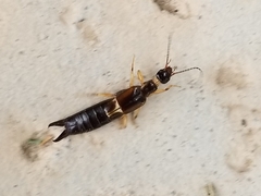 Euborellia cincticollis