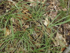 Carex leptonervia