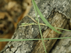 Carex leptonervia