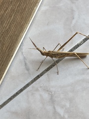 Acrida turrita
