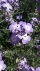 Matthiola tricuspidata