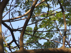 Brotogeris versicolurus