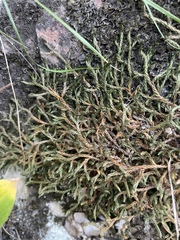 Selaginella underwoodii