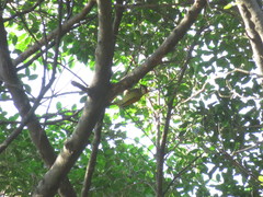 Colaptes rubiginosus