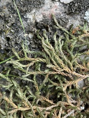 Selaginella underwoodii