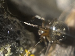 Platnickina alabamensis