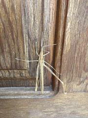 Acrida turrita
