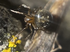 Platnickina alabamensis