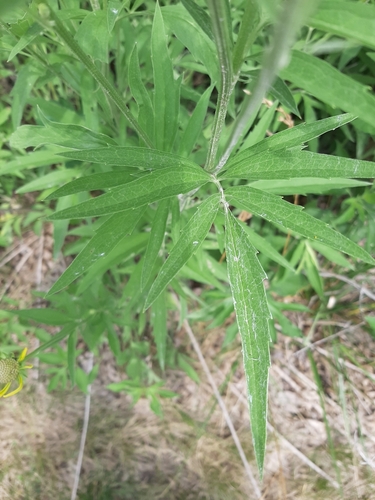 Ratibida pinnata