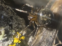 Platnickina alabamensis