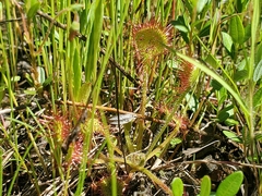 Drosera intermedia