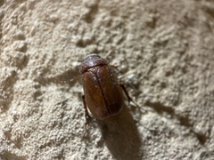 Holotrichia parallela