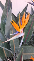 Strelitzia reginae
