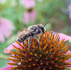 Megachile campanulae