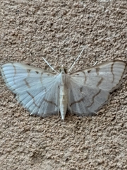 Lamprophaia
