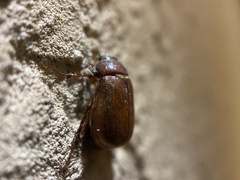 Holotrichia parallela