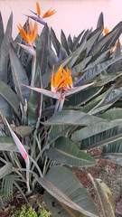 Strelitzia reginae