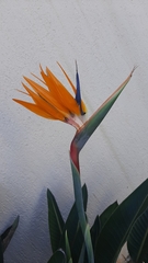 Strelitzia reginae