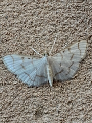 Lamprophaia