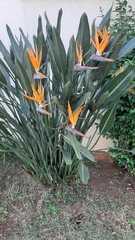 Strelitzia reginae