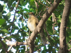 Turdus maculirostris
