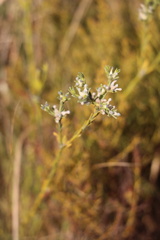 Gnidia nodiflora