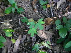 Passiflora jaenensis