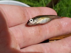 Notropis heterolepis