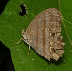 Magneuptychia