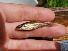 Notropis heterolepis