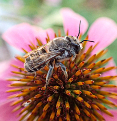 Megachile campanulae