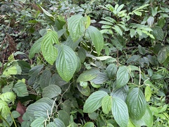 Piper hispidum