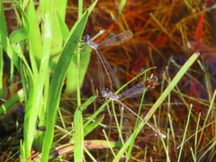 Lestes vidua