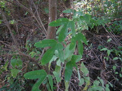 Passiflora jaenensis