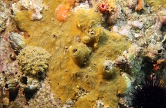 Phorbas dives