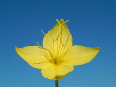 Oenothera rhombipetala