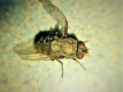 Deformed wing virus