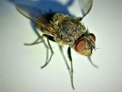Deformed wing virus