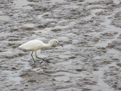 Egretta caerulea