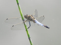 Orthetrum cancellatum