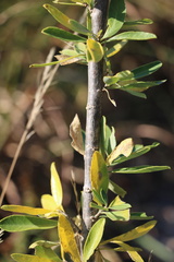 Heteromorpha arborescens collina