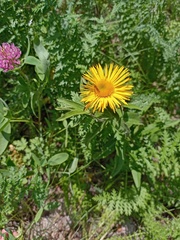 Pentanema britannica