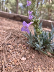 Penstemon secundiflorus