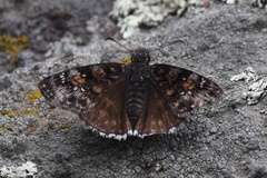 Erynnis pacuvius